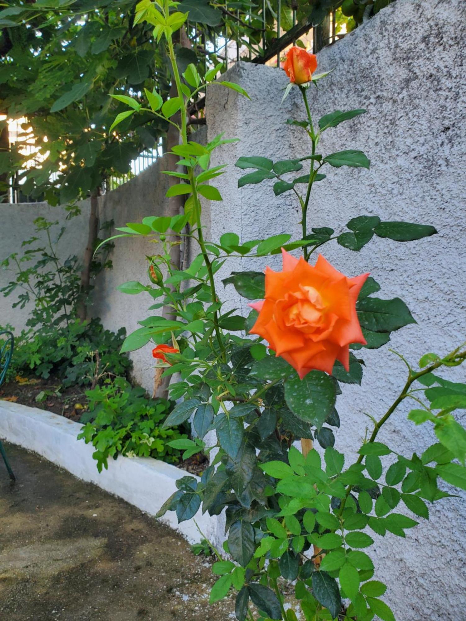 Unique Traditional House, Hosted By J&G Τίρανα Εξωτερικό φωτογραφία